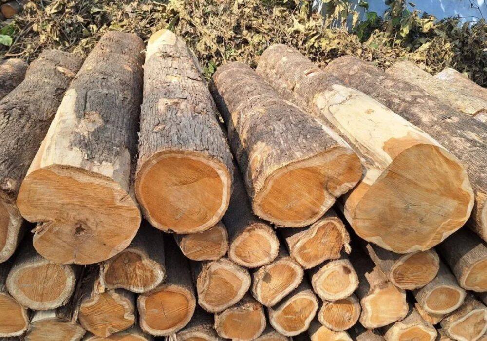 Harga Kayu Jati Terbaru 2026: Kelebihan & Harga per Kubik